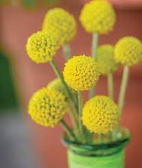 Craspedia Drumstick Flower Landscape Flower Pots Blooming Plants