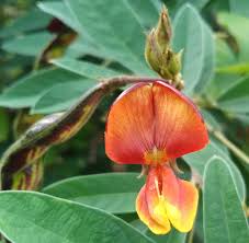 Image result for Cajanus