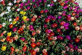 Maybe you would like to learn more about one of these? Portulaca Tutte Le Info Idee Green