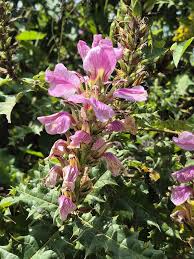 Image result for Acanthus polystachyus