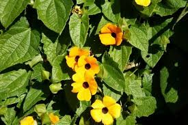 Image result for Thunbergia alata
