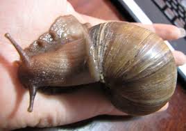 Stiri interne • pe 24.04.2019 la 08:56. Interesante Melci Interesant Caracteristicile Comportamentului Lui Akhatin