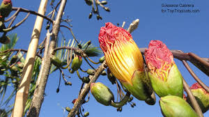 Image result for Fernandoa magnifica