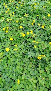 Image result for Arachis
