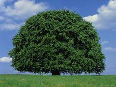 They are tolerant of light shade. 15 Shade Trees Ideas Shade Trees Tree Trees To Plant