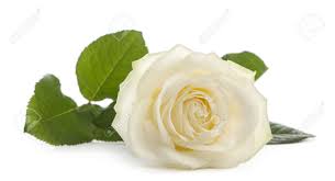 Résultat de recherche d'images pour "rose blanche"