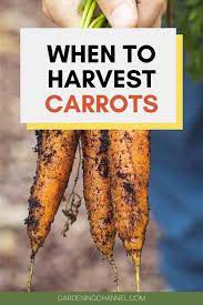 How to prevent carrot fly. How Do You Know When Carrots Are Ready To Harvest Gardening Channel
