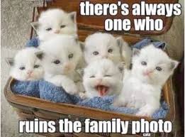 Enjoy lots of funny jokes and puns from our joke image gallery. Theres Always One Who Ruins The Photo Funny Memes Animals Cats Jokes Story Meme Lol Funny Quote Funny Quotes Funny Sayings Joke Hilarious Humor Stories Animal Memes Funny Jokes Cat Memes