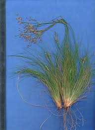 Image result for Bulbostylis megastachys