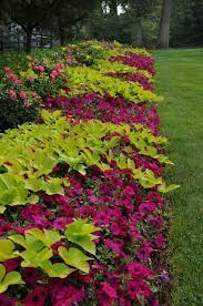 My mother use to grow sweet potato vines on her kitchen window sill. Create Great Contrast With Sweet Potato Vine And The Wave Purple Petunias Plants Garden Inspiration Beautiful Gardens