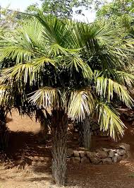 Image result for Syagrus