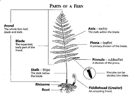 Plant Morphology Diagram Google Search Ferns Plant Lessons Biology Drawing