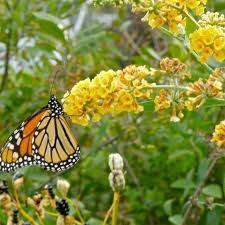 Butterflies flutter over the garden, drinking deeply from the sweetly scented blossoms of the butterfly bush the butterfly bush has invasive tendencies, reseeding freely and spreading to roadsides. Honeycomb Butterfly Bush Plantingtree