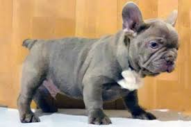French bulldogs (also known as frenchies) are a playful, intelligent, and diverse breed of bulldog that originated in england as a sporting dog. Isabella Color Frenchies Tomkings Kennel
