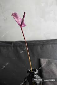 Related:glass flowers long stem lot glass flowers bouquet hand blown long stem glass flowers murano glass long stem flowers. Purple Lily Flower On Long Stem In Black Glass Vase On Grey Background Soft Tranquil Stock Photo 216962924