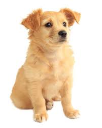 Find golden retriever in dogs & puppies for rehoming | 🐶 find dogs and puppies locally for sale or adoption in ontario : Miniature Golden Retriever Breed Info Pictures Puppies Traits Facts Doggie Designer