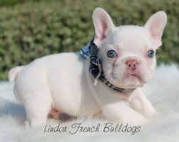 Look at pictures of american bulldog puppies who need a home. Lilac French Bulldog Breeders Near Me Bulldog Lover