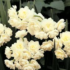 Narcissus Erlicheer White Flower Farm Fall Bulbs Narcissus