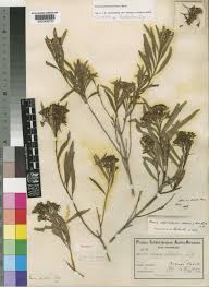 Image result for Nuxia oppositifolia