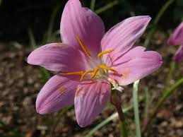 「ゼフィランサス」の画像検索結果