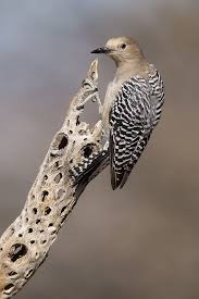 Birds Of Southern Arizona Pin On Bird Love