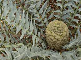 Image result for Encephalartos schmitzii