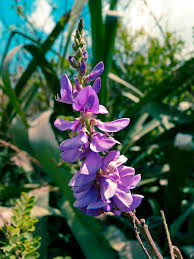 Image result for Indigofera glaucifolia