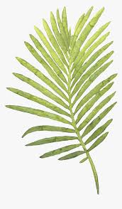 743 transparent png illustrations and cipart matching palm leaf. Watercolor Palm Leaves Png Watercolor Palm Leaf Png Transparent Png Kindpng