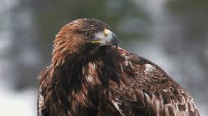 We did not find results for: A View From The Eagle S Eye Pew Youtube