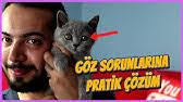 Kedilerde Herpes Virus Enfeksiyonu Feline Viral Rhinotracheitis Youtube