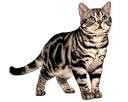 cat | Breeds & Facts | Britannica