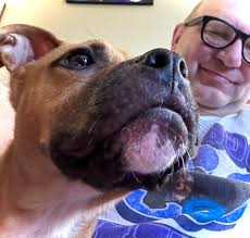 Adoptable bear the dog in Michigan