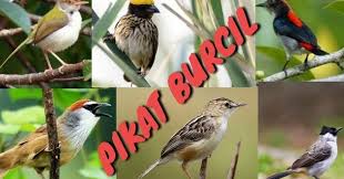 Aplikasi kicau burung decu adalah kumpulan suara burung decu terlengkap saat ini. Download Suara Burung Kecil Campuran Untuk Pikat Mp3