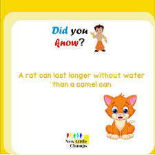Hoofed animal, like a horse, deer or camel. Didyouknow A Rat Can Last Longer New Little Champs Play School Facebook