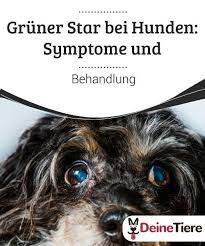 gruner star bei hunden symptome und behandlung deine tiere hunde tiere hundegesundheit