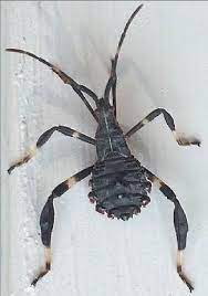 Leaf Footed Bug Coreidae Insect Identification Insects Leaf Footed Bug