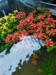 Image result for Ludwigia senegalensis