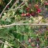 Dormancy period & annual flowers. Https Encrypted Tbn0 Gstatic Com Images Q Tbn And9gcs52vo1xs7dxyspz5ditsbg96xdzltrpyv Ldg2mxqtwovjtlxx Usqp Cau