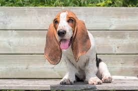 Small family kennel striving to represent the basset hound breed. 10 Best Basset Hound Rescues For Adoption 2021 Our Top 10 Picks
