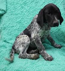 We did not find results for: German Shorthaired Pointer Mix German Shorthaired Pointer Mix Petland Robinson