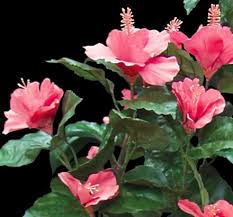 Artificial hibiscus flowers for sale. Hibiscus Foliage Artificial Leaves Faux Sprays Commercial Silk