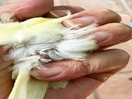 Il Portale Italiano dell'Ornitofilia V&A