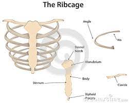 Soupvector the anatomy section on the rib page has a main article tag of rib cage. The Rib Cage Labeled Diagram