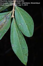 Image result for Strychnos madagascariensis