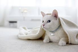 Die dinge, die immer wieder erduldet, aufgeschoben oder ignoriert wurden. Tretford Teppich Ever Baumarkt Okologisch Mein Naturbaumarkt Natur Point Unger