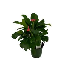 Image result for Euphorbia kilwana