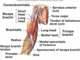 Muscles Of The Arm At La James International School Of Beauty Studyblue Muscle Anatomy Biceps Brachii Muscle