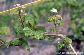 Image result for Calepitrimerus vitis