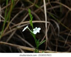 Image result for Striga junodii