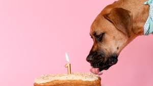 The Best Healthy Dog Birthday Cake - Healthnut Nutrition